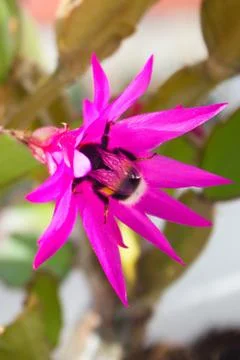 Bumblebee in the flower of the Easter cactus. Stock Photos