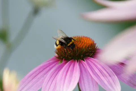 Bumblebee on a flower of echinacea Stock Photos
