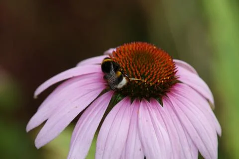 Bumblebee on a flower of echinacea Stock Photos