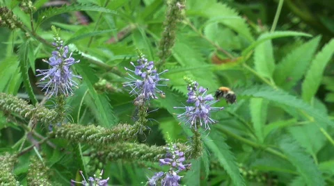 Bumblebee on the flower  스톡 동영상 498527