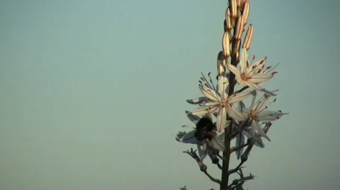 Bumblebee on a flower 库存影片 641773