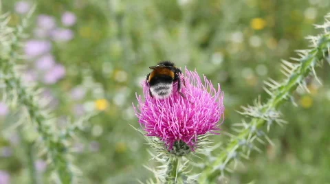 Bumblebee On Flower Stockbeeldmateriaal 774062