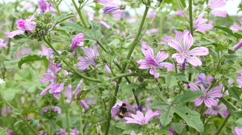 Bumblebee On Flower Stockbeeldmateriaal 774069