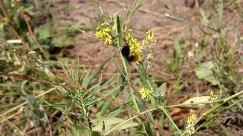 Bumblebee on a flower Video stock 11373794