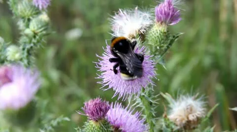 Bumblebee on a flower Stock Footage 11373802