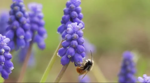 Bumblebee on the flower Stock Footage 22676902