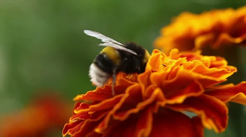 Bumblebee on flower Stock Footage 35710642