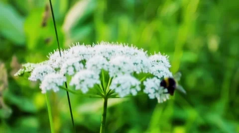 Bumblebee On A Flower 스톡 동영상 49701338