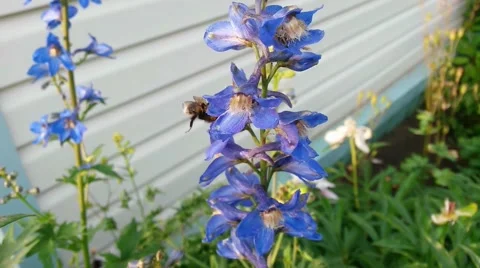 Bumblebee on a flower Stock Footage 52352200