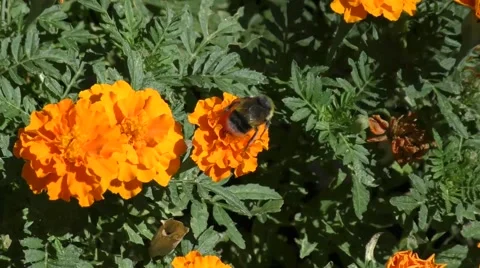 Bumblebee on flower Stock Footage 53052759