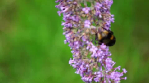 Bumblebee on flower 動画素材 53872634