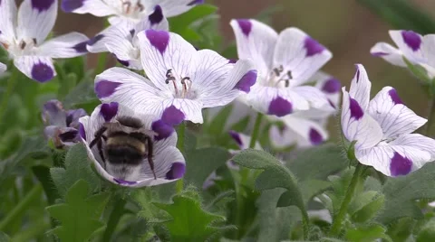 Bumblebee in a flower Stock Footage 54315050