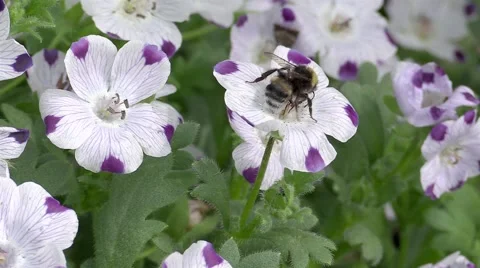 Bumblebee in a flower Stock Footage 54600189