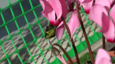 A bumblebee on a flower. Vídeos de archivo 57644400