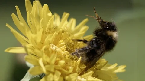 Bumblebee on flower Stock Footage 74973618