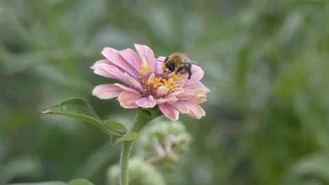 Bumblebee on flower Stock Footage 79050756