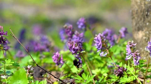 Bumblebee on a flower Stock Footage 88556349