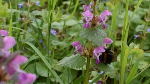 Bumblebee on the flower Stock Footage 88575250