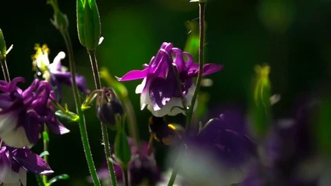 Bumblebee on a flower Stock-Footage 89518746