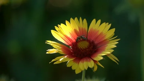 Bumblebee on flower Stock Footage 90094979