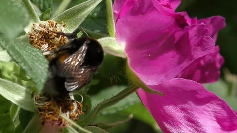 Bumblebee in flower Stock Footage 91250787