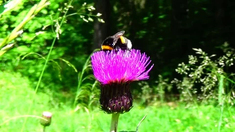 Bumblebee on a flower Video stock 91660553