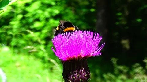 Bumblebee on a flower Video stock 91660556