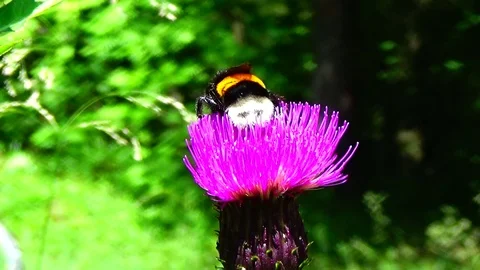 Bumblebee on a flower Video stock 91660557