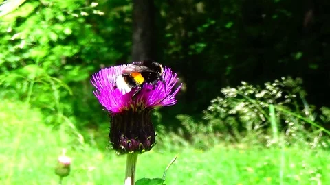 Bumblebee on a flower Video stock 91660558