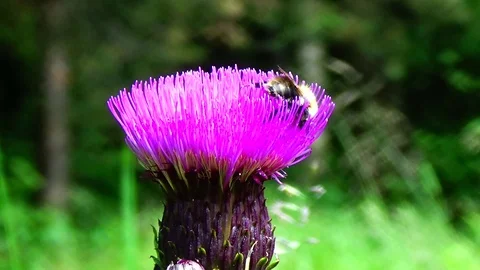 Bumblebee on a flower 库存影片 91660585