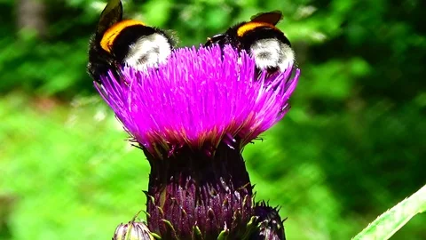 Bumblebee on a flower Video stock 91660587
