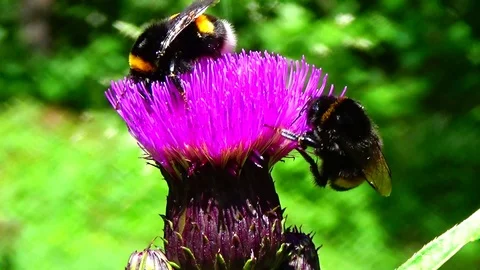 Bumblebee on a flower Video stock 91660601