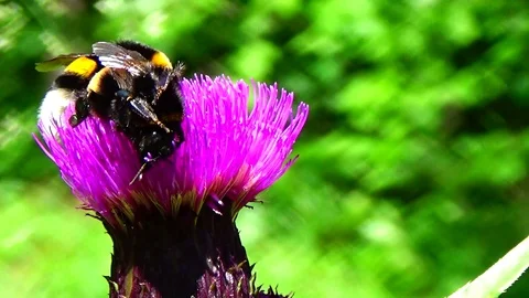 Bumblebee on a flower Video stock 91660645