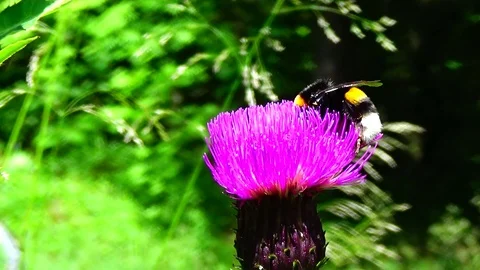 Bumblebee on a flower Video stock 91660649