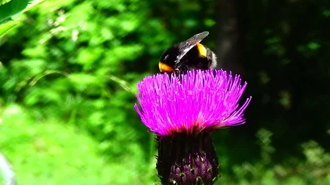 Bumblebee on a flower Video stock 91660654