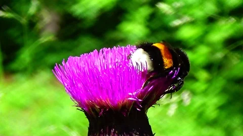 Bumblebee on a flower Video stock 91660668