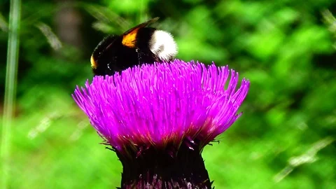 Bumblebee on a flower Video stock 91660672