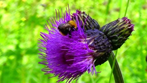 Bumblebee on a flower Video stock 91704823