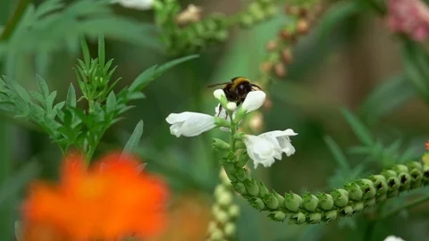 Bumblebee on a flower Stock Footage 95077048