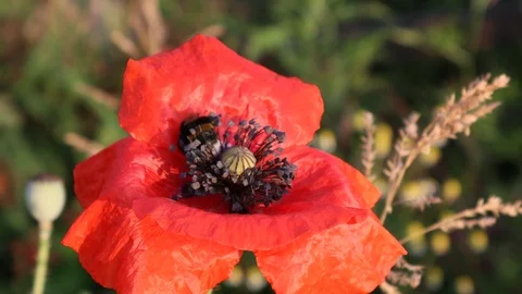 Bumblebee on flower Video stock 110915047