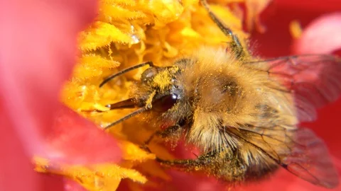 Bumblebee on a flower Vídeos de archivo 113960856