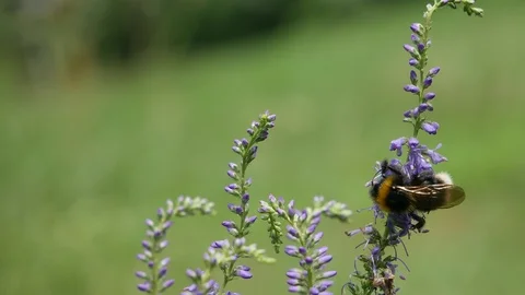 Bumblebee flower. 動画素材 117096464