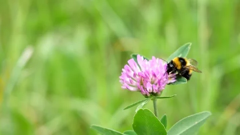 Bumblebee on a flower 動画素材 117337013
