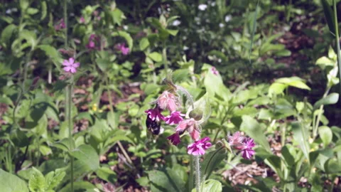 Bumblebee in flower 库存影片 131401817