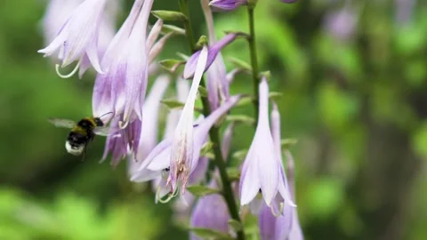 Bumblebee On Flower Stock Footage 135723989