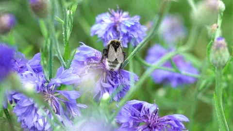 Bumblebee on flower Stock Footage 142209856