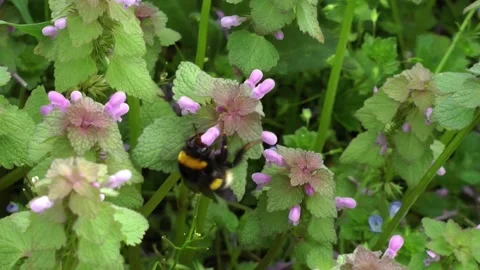 Bumblebee on a flower Stock Footage 153278678