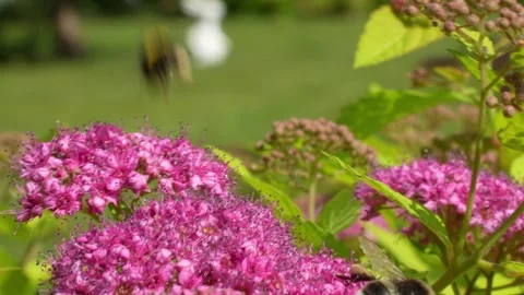 Bumblebee on a flower Stock Footage 277422027