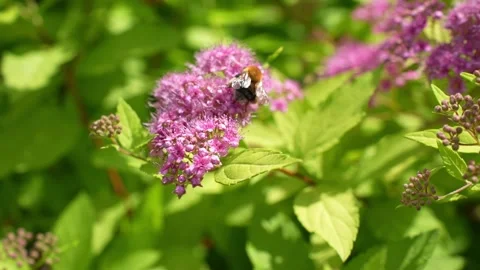 Bumblebee on a flower Stock Footage 277422028