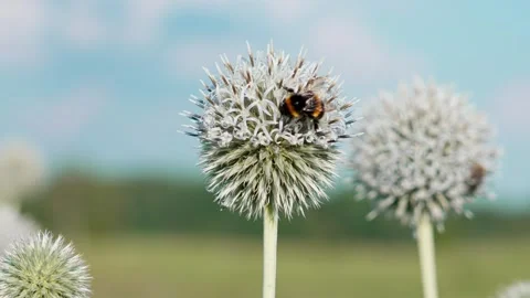 A bumblebee on a flower Stock Footage 324957911